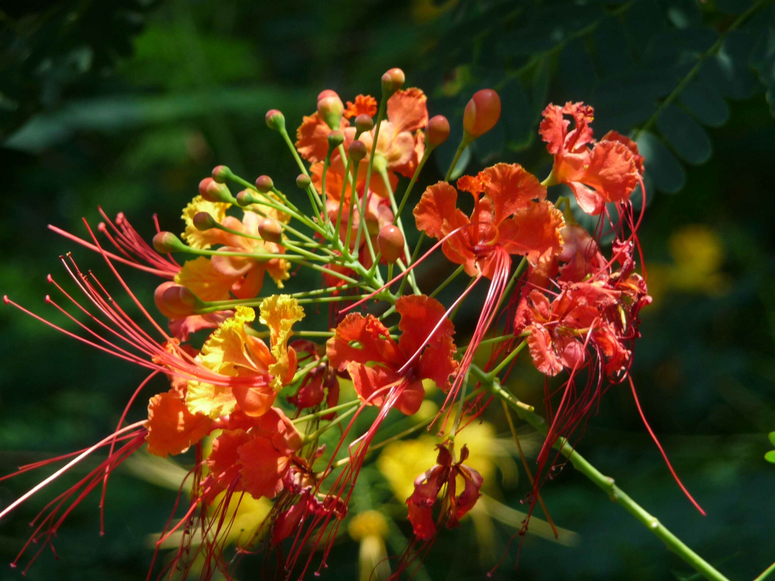 Karibik Blume scaled
