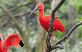 Orinoco mit der Luxusyacht Le Levant 8 Tage 2