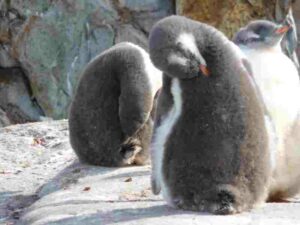 pinguin Jungtiere