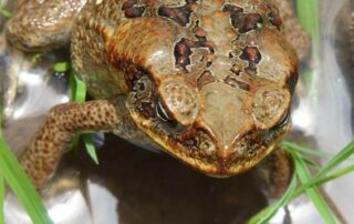 Amazonas das Gesicht der Erde - Kreuzfahrt 6