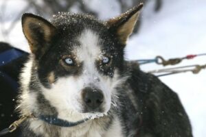 Hundeschlittenfahrt im Yukon 811339