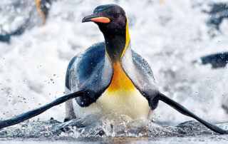 MS OCEAN NOVA ab Oktober 2013 für 26 Tage in der Antarktis 2