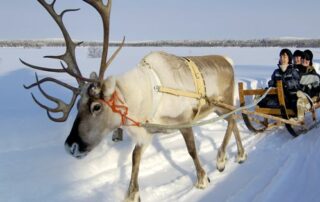 Rentierschlittensafari Nordschweden 2013 zur Polarlichtzeit 3