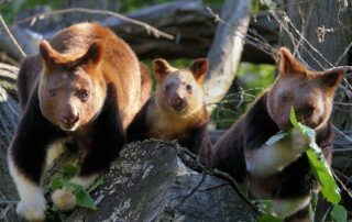 MS Hanseatic Expedition Sydney Papua Komodo Warane Bali 8