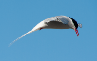 Vogel Spitz Ewin Vermeulen