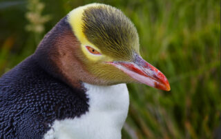 image Dieter F.Grins neuseeland gelbaugenpinguin