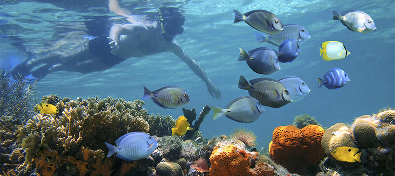 Korallenriff Australien