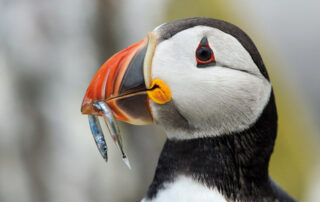 Spitzbergen Island Grönland, die besonderen Schiffsreisen 2015 6