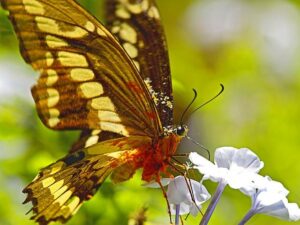 2015 Schmetterlinge Iguacu