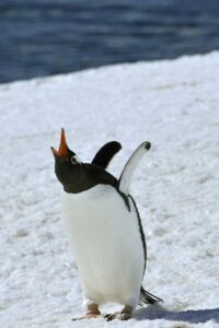 Pinguin lachend