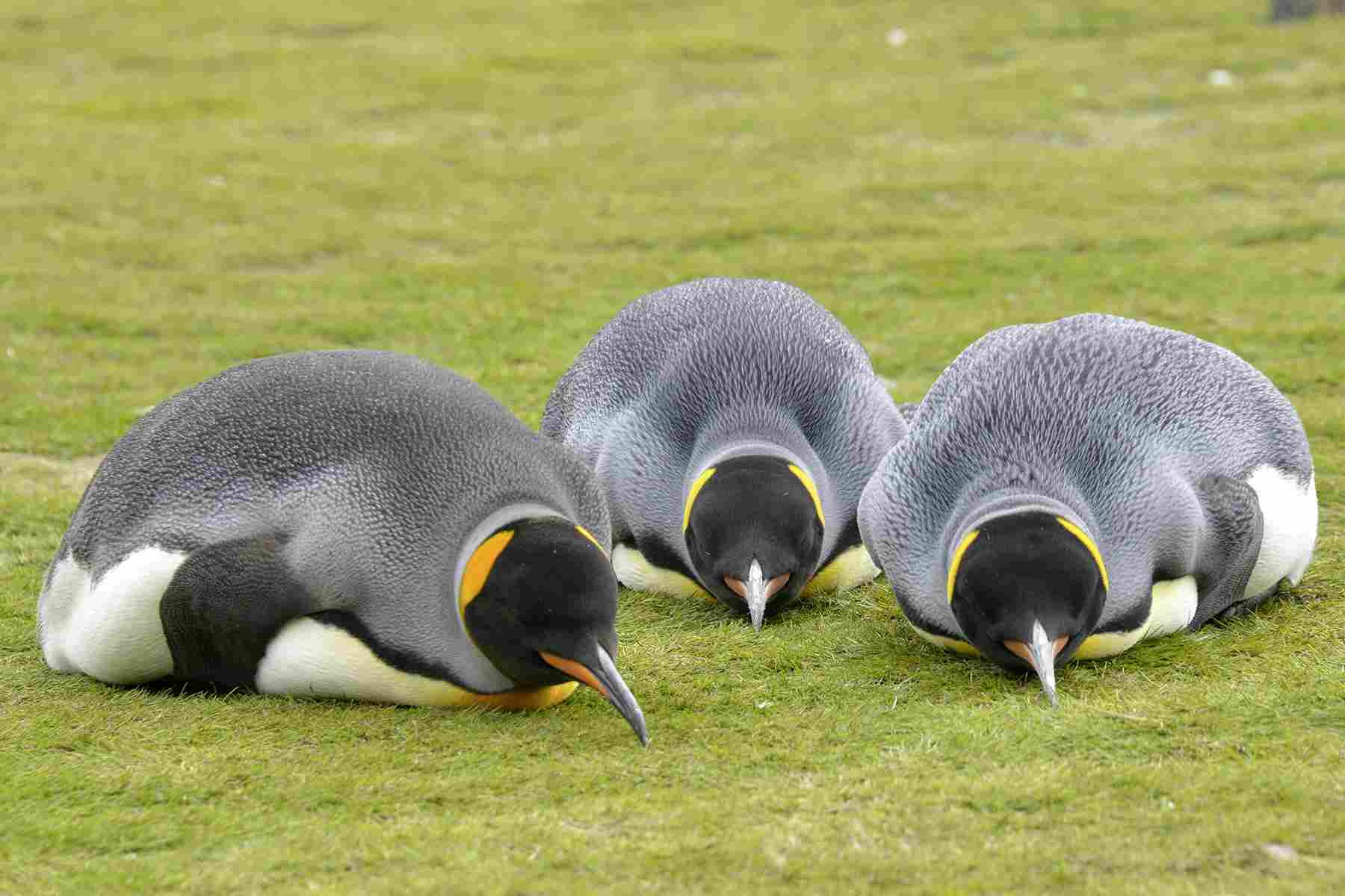 Pinguine liegend