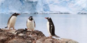 Pinguine Antarktis leinen Los Kreuzfahrten
