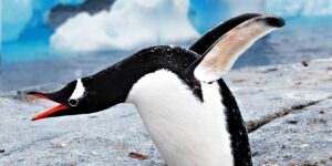 Pinguin MS Midnatsol Antarktis