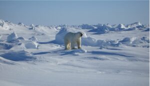 Eisbär Baffininsel