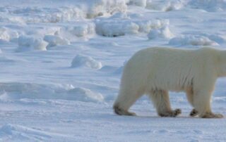 polar bear shutterstock 21095542 teaser