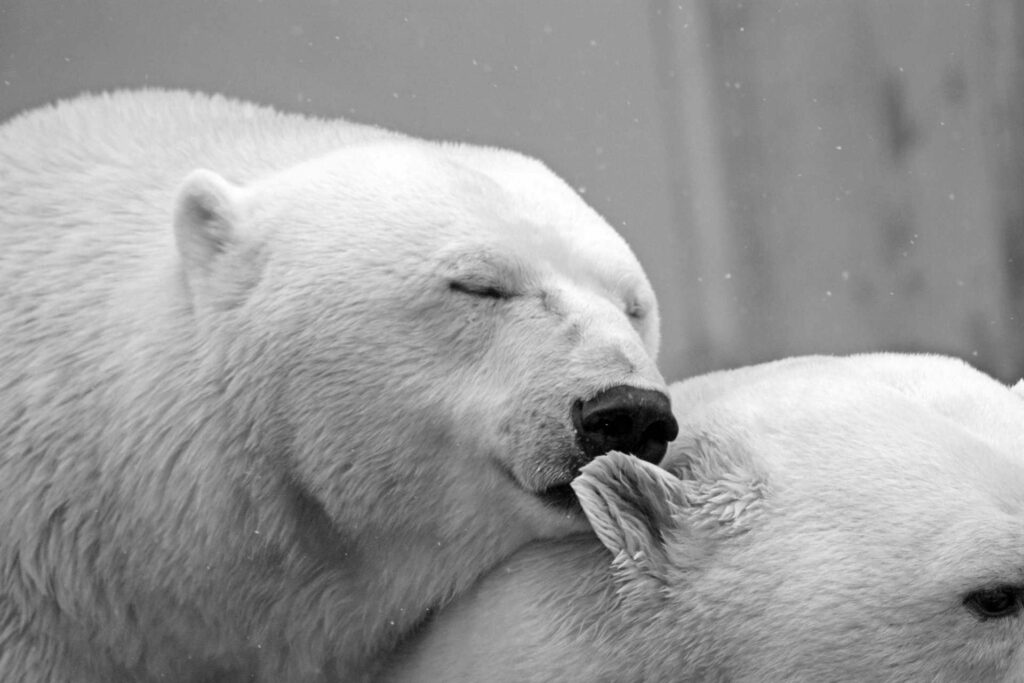 polar bear 196318 1920