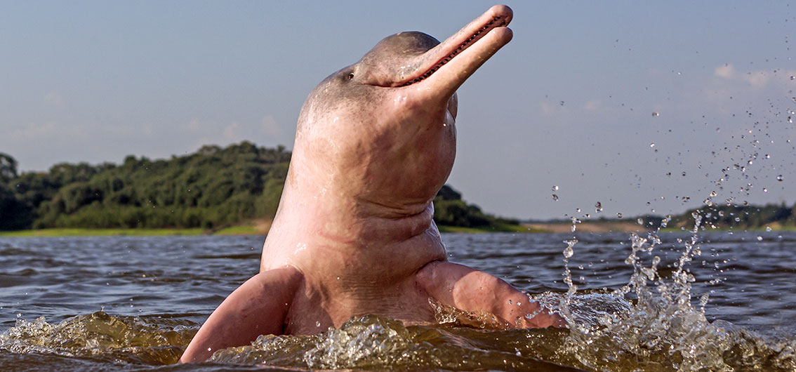 Amazonasdelfin