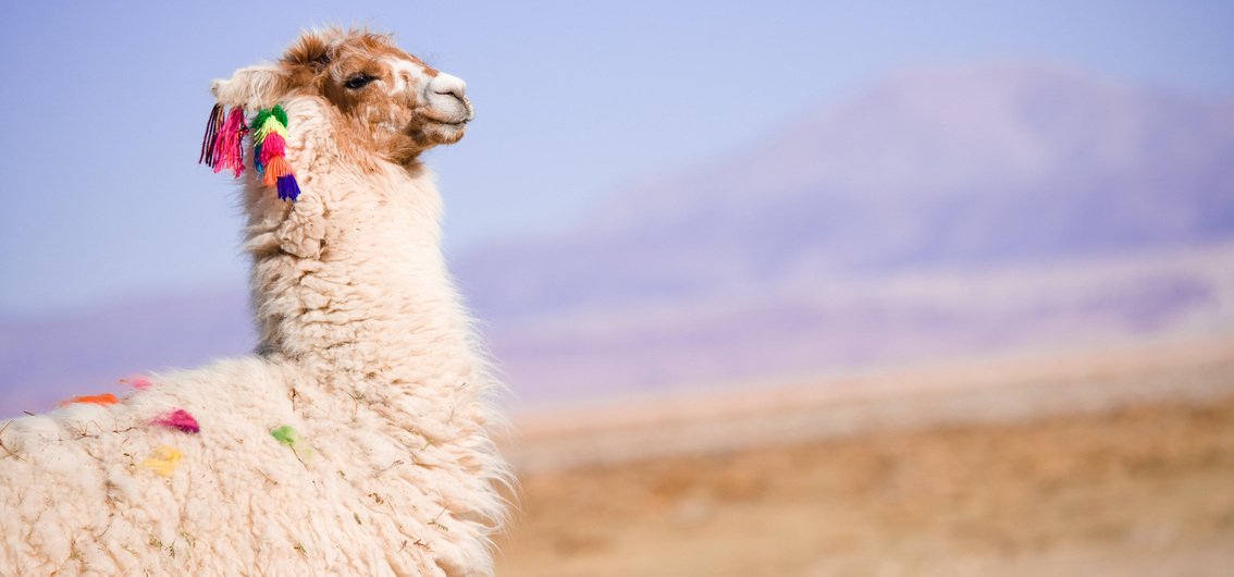 Alpaka in der Atacama-Wüste