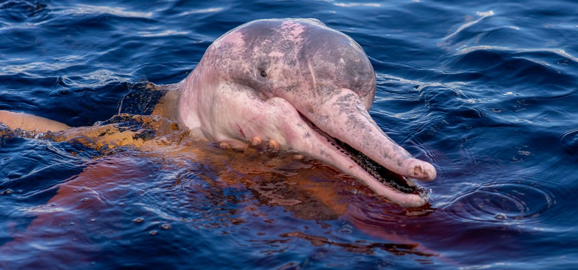 Amazonas-Delfin