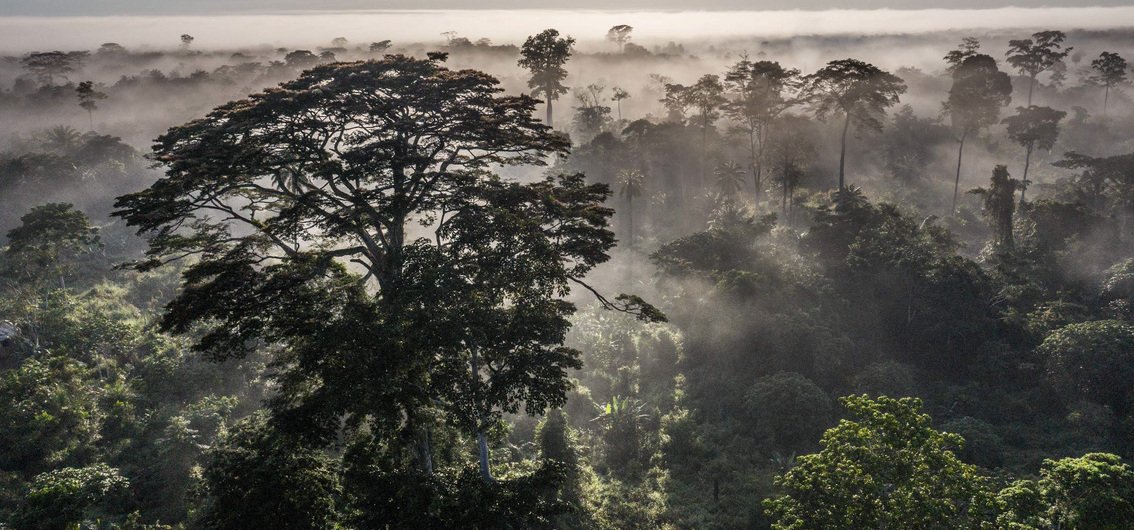 Der üppige Regenwald des Kongobeckens
