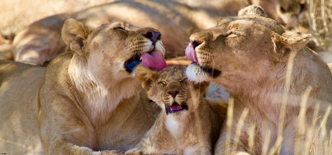 Löwen im Madikwe-Wildreservat