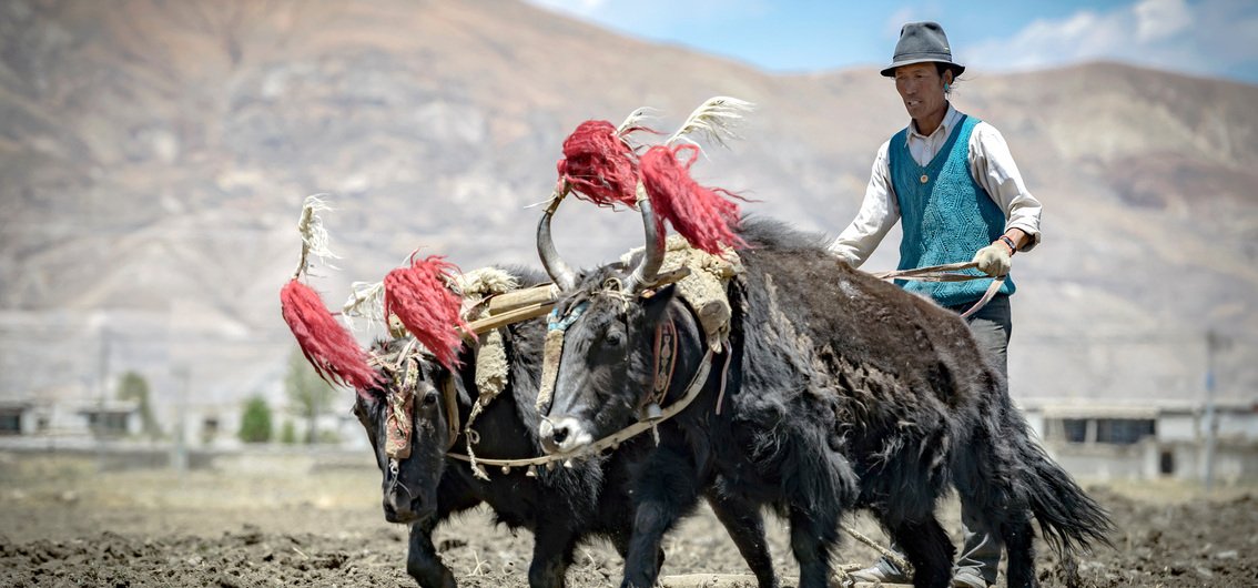 Tibetischer Farmer