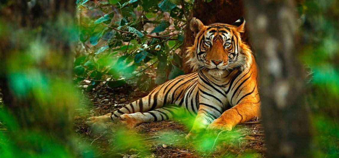 Tiger im Ranthambore-Nationalpark