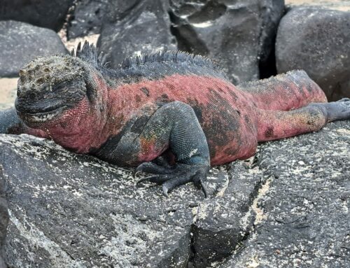 Galapagos das Paradies der  Leguane und Riesenschildkröten 2 Expeditionsseereisen  auf MS Santa Cruz II