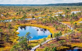 die bizarre landschaft des kemeri nationalparks copyright sanga stock adobe com