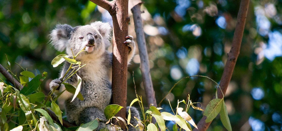 Koala beim Mittagessen
