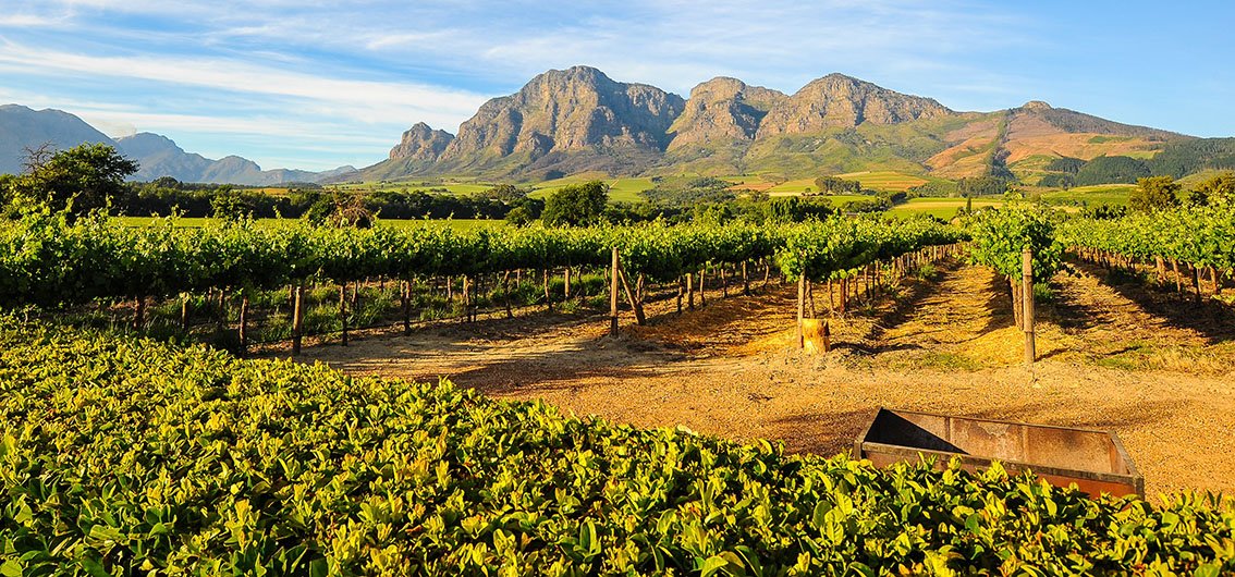 Weinanbau in Stellenbosch, Südafrika