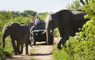 safari in suedafrika copyright moodboard stock adobe com