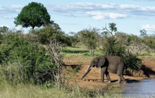 elefant am wasserloch im krueger nationalpark 119 credit uwalthie pic project stock.adobe .com