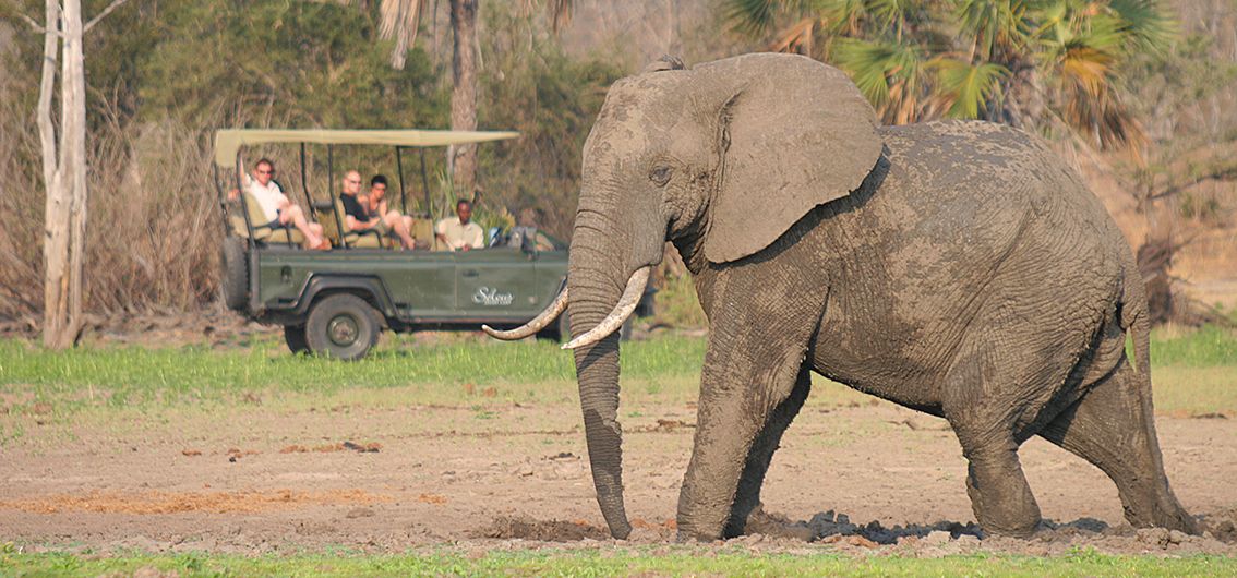 Wildnis hautnah in Afrika