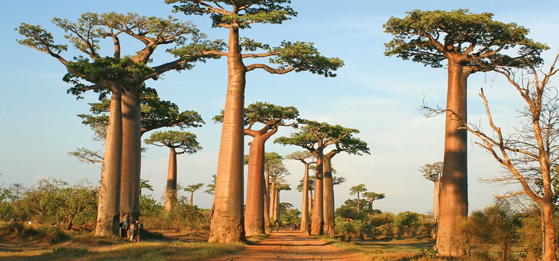 Allee der Baobabs, Madagaskar