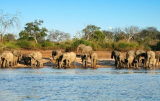 Reisen 4 5 1 elefanten herde im chobe nationalpark 2630ben fotolia x
