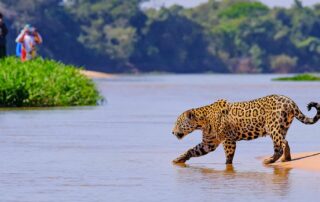 brasilien jaguar im pantanal 152 credit reisegraf stock.adobe .com