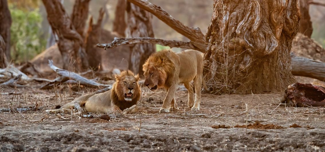 Löwen im Mana Pools-Nationalpark