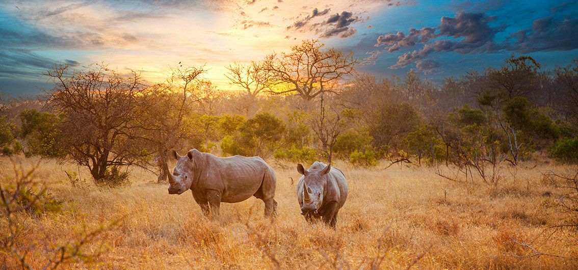 Afrika - Nashörner im Krüger-Nationalpark