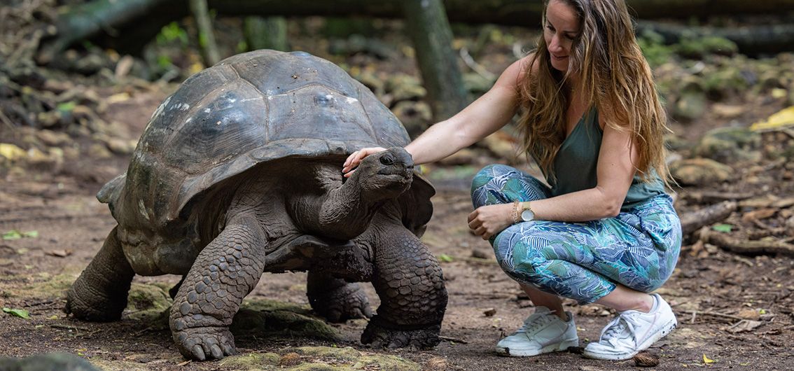 Riesenschildkröten auf Curieuse