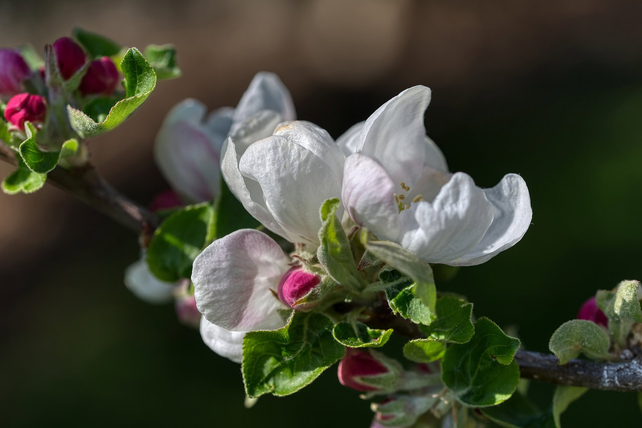 apple blossom 5056838 1280