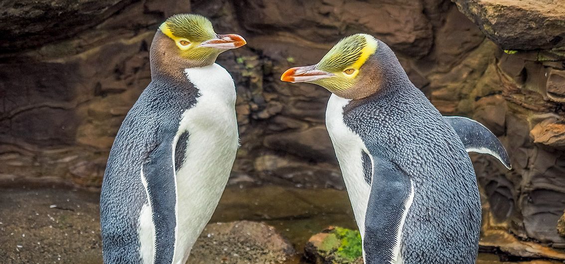 Gelbaugenpinguine-bei-Dunedin_080_.