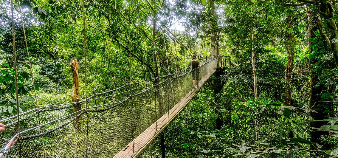 Borneo_Canopy-Walkway-in-Mulu