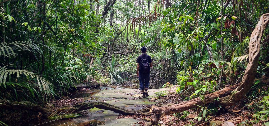 Borneo -Regenwald