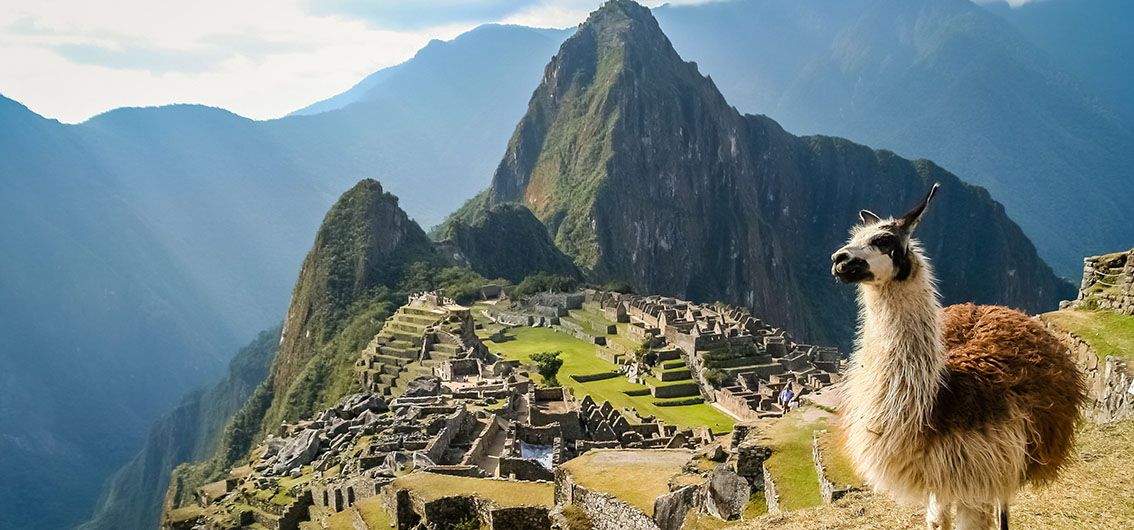 Lama in Machu Picchu