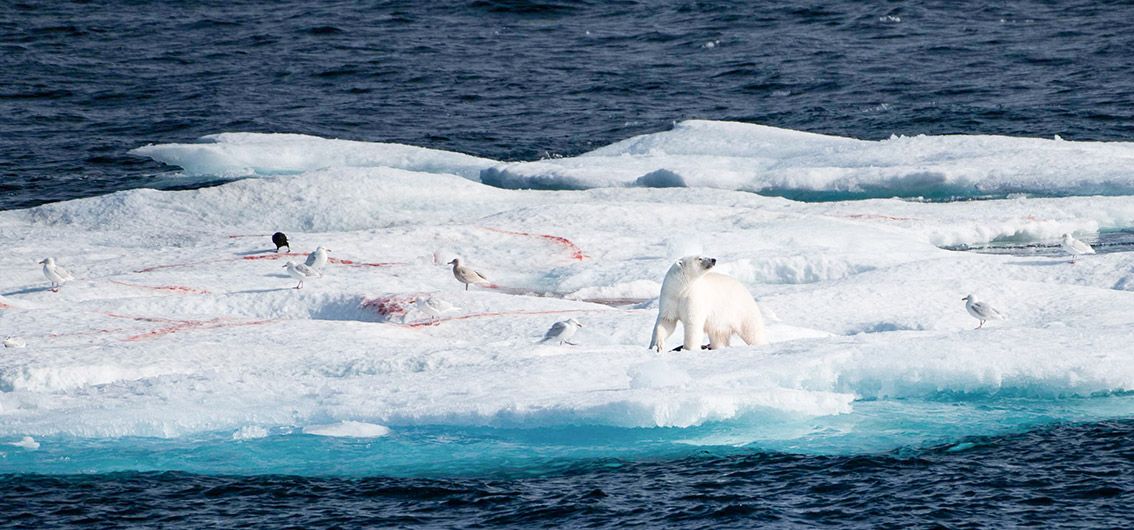 Eisbär_O-W