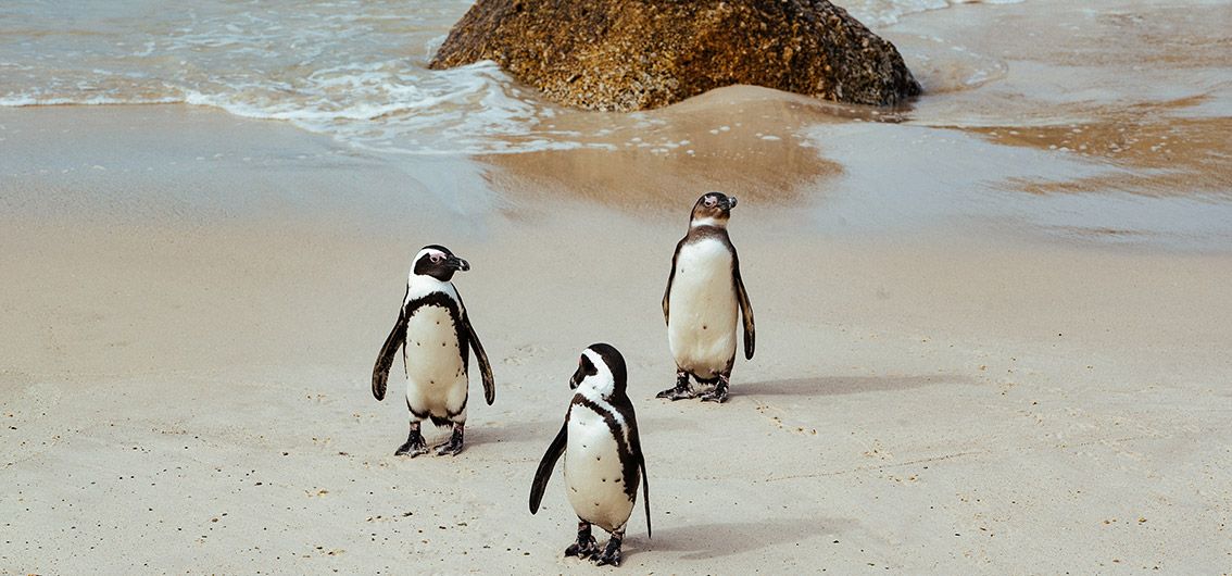 Pinguine