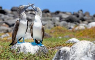 Reisen 7 blaufusstoelpel auf seymour credit ondrej stock.adobe