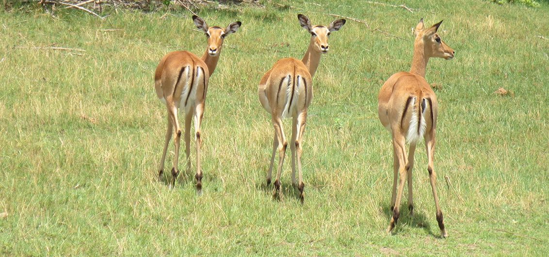 Impala