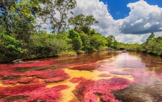 Reisen 2 der farbenfrohe can o cristales im nationalpark serrani a de la macarena sunsinger stock adobe com adobestock 194533948